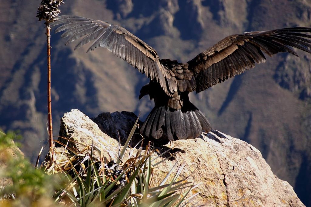 The Prophecy of the Eagle And The Condor 77