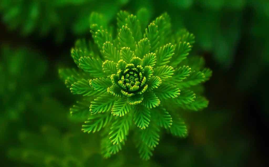 The universal intelligence speaking through nature