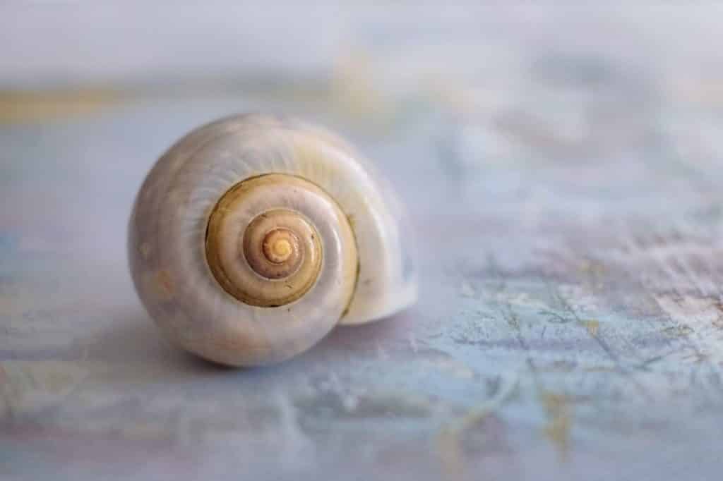 Sacred geometry in a shell